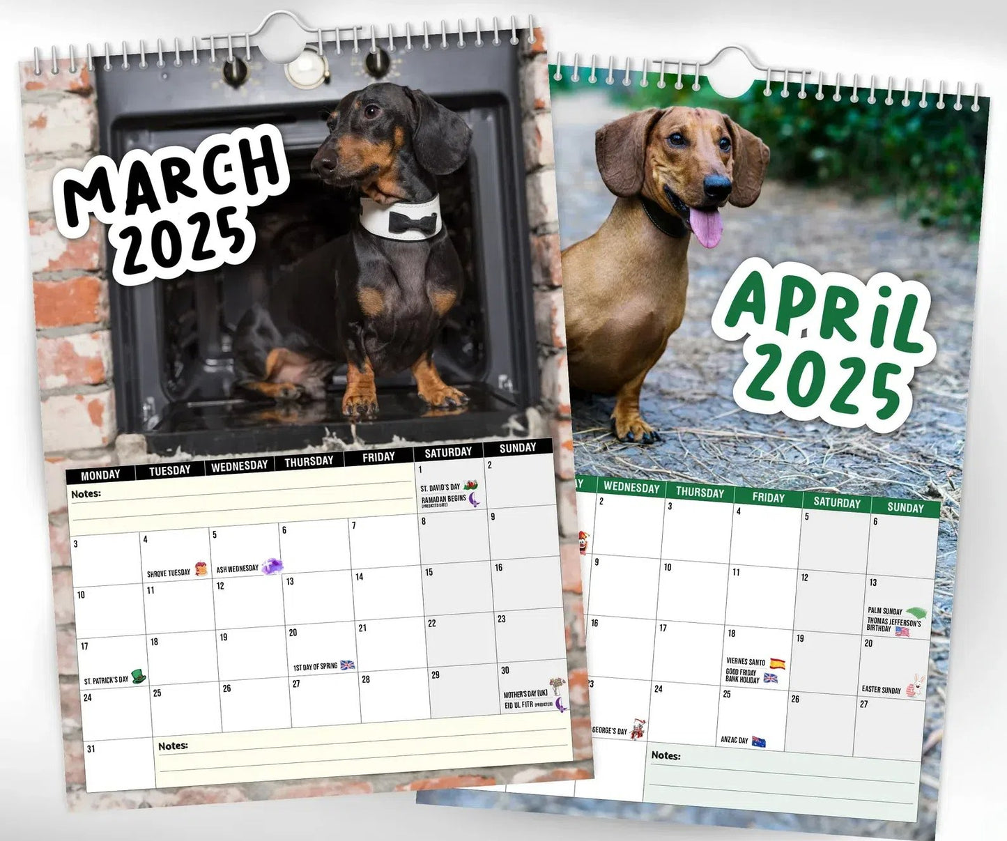 Cheeky Dachshunds - 2025 Wall Calendar