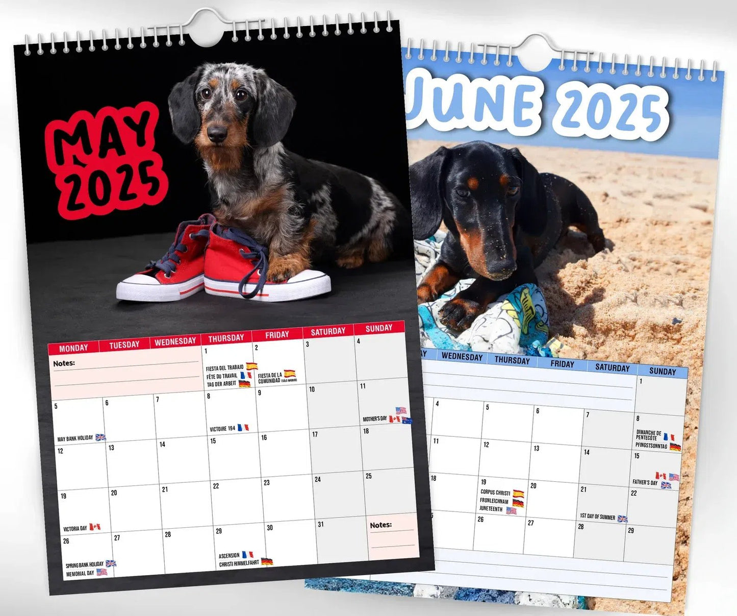 Cheeky Dachshunds - 2025 Wall Calendar