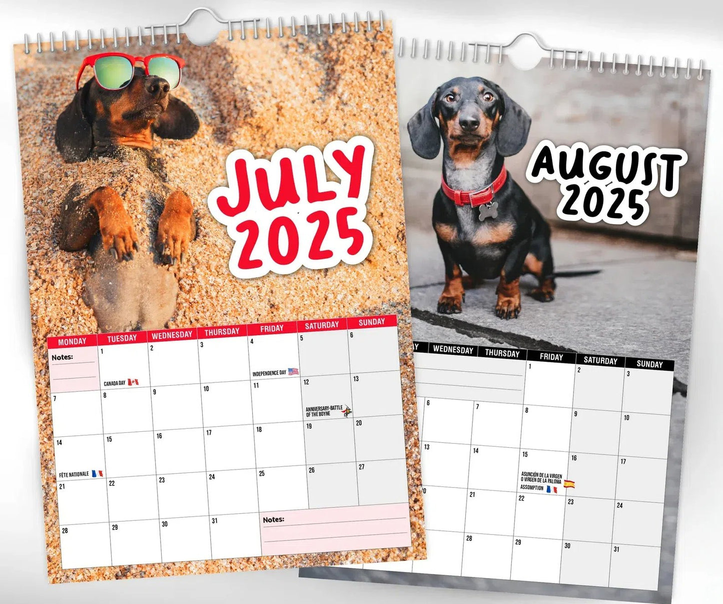 Cheeky Dachshunds - 2025 Wall Calendar